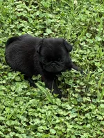 Dax, a male Pug for sale in Salina, OK – 10 of 10