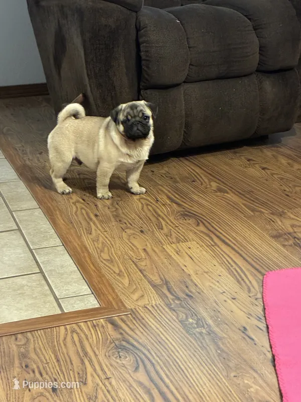 Beckett(Champions in Parents Pedigrees) READY NOW – Pug puppy for sale in Salina, OK