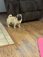 Beckett(Champions in Parents Pedigrees) READY NOW, a male Pug for sale in Salina, OK – 2 of 9