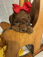 Penny (RED) in color, a female Poodle - Toy  for sale in Salina, OK – 1 of 8
