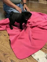 Jax, a male Pug for sale in Salina, OK – 5 of 7