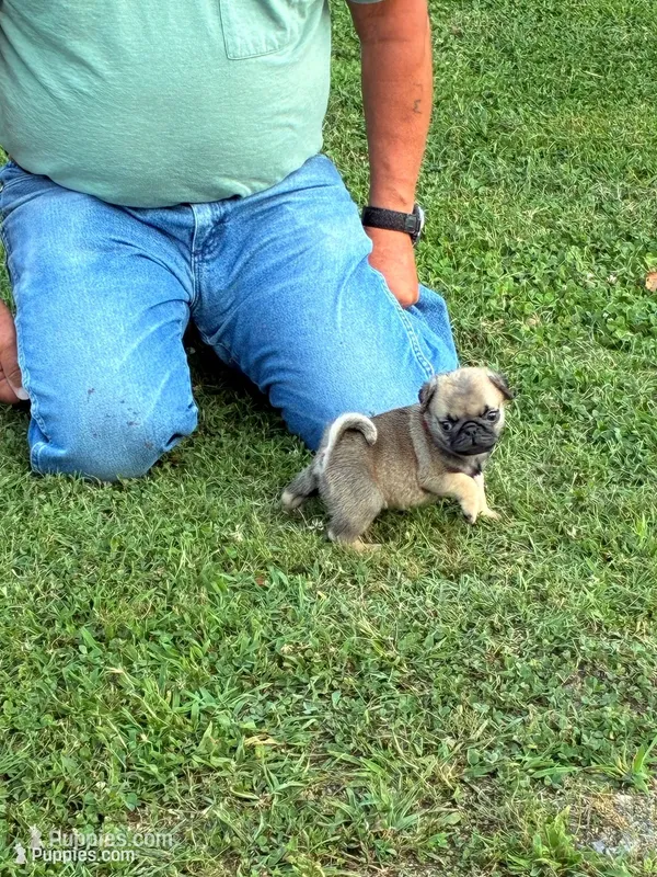 Beckett – Pug puppy for sale in Salina, OK