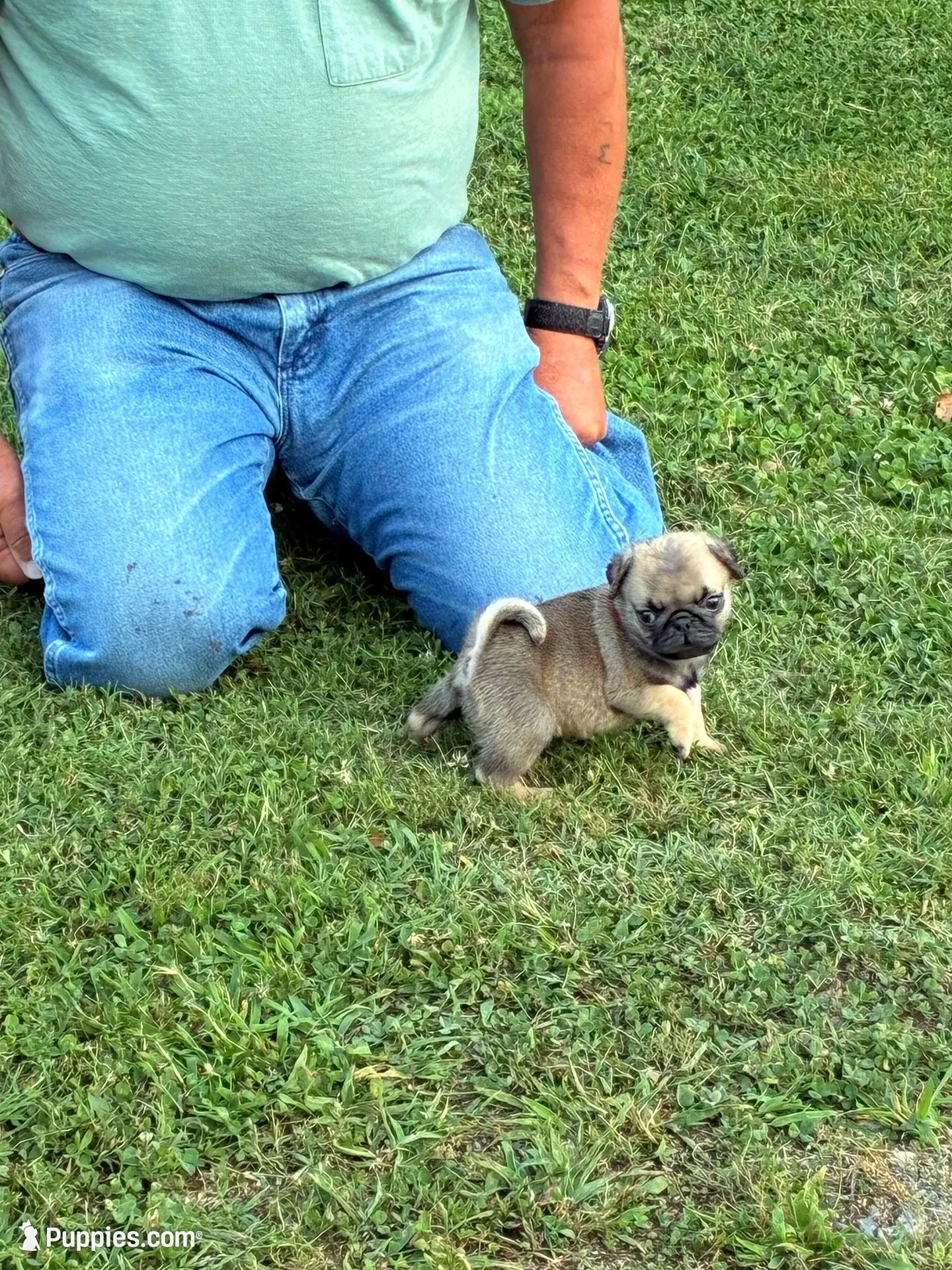 Beckett(Champions in Parents Pedigrees), a male Pug for sale in Salina, OK – 1 of 10