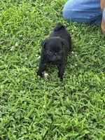Bubbles, a female Pug for sale in Salina, OK – 7 of 10