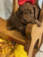 Penny (RED) in color, a female Poodle - Toy  for sale in Salina, OK – 3 of 8