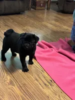 Jax, a male Pug for sale in Salina, OK – 1 of 7