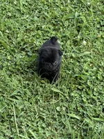 Dax, a male Pug for sale in Salina, OK – 7 of 10