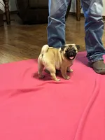 Beckett(Champions in Parents Pedigrees) READY NOW, a male Pug for sale in Salina, OK – 3 of 9