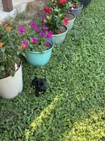 Dax, a male Pug for sale in Salina, OK – 5 of 10