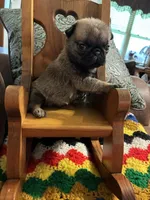 Beckett, a male Pug for sale in Salina, OK – 10 of 10
