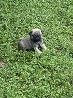 Flynn, a male Pug for sale in Salina, OK – 6 of 10