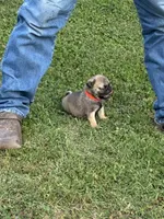 Beckett(Champions in Parents Pedigrees), a male Pug for sale in Salina, OK – 5 of 10