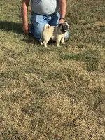 Beckett(Champions in Parents Pedigrees) READY NOW, a male Pug for sale in Salina, OK – 6 of 9