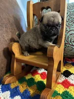 Beckett, a male Pug for sale in Salina, OK – 2 of 10