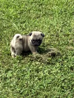 Hope(Champions in Parents Pedigrees), a female Pug for sale in Salina, OK – 9 of 10