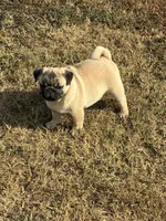 Beckett(Champions in Parents Pedigrees) READY NOW, a male Pug for sale in Salina, OK – 5 of 9