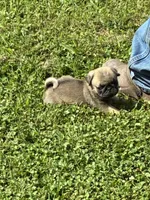Flynn (Champions in Parents Pedigrees), a male Pug for sale in Salina, OK – 7 of 8