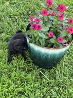 Bubbles, a female Pug for sale in Salina, OK – 2 of 10