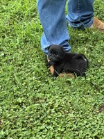Dax, a male Pug for sale in Salina, OK – 9 of 10