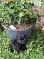 Dax, a male Pug for sale in Salina, OK – 1 of 10