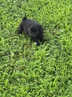 Bubbles, a female Pug for sale in Salina, OK – 10 of 10