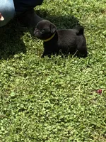 Dax (Champions in Parents Pedigrees), a male Pug for sale in Salina, OK – 6 of 9