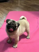 Beckett(Champions in Parents Pedigrees) READY NOW, a male Pug for sale in Salina, OK – 8 of 9