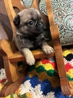 Flynn, a male Pug for sale in Salina, OK – 6 of 7