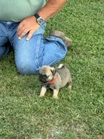 Beckett(Champions in Parents Pedigrees), a male Pug for sale in Salina, OK – 10 of 10