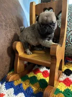 Beckett, a male Pug for sale in Salina, OK – 3 of 10