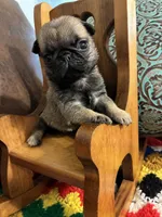 Beckett, a male Pug for sale in Salina, OK – 8 of 10