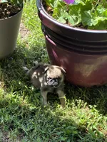 Flynn (Champions in Parents Pedigrees), a male Pug for sale in Salina, OK – 3 of 8