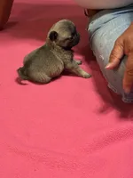 Hope, a female Pug for sale in Salina, OK – 9 of 9