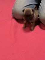 Hope, a female Pug for sale in Salina, OK – 5 of 9