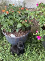 Dax, a male Pug for sale in Salina, OK – 2 of 10