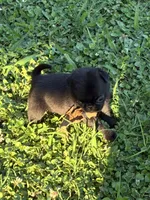 Bo, a male Pug for sale in Salina, OK – 6 of 10
