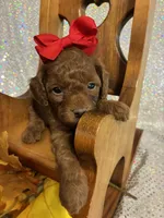 Penny (RED) in color, a female Poodle - Toy  for sale in Salina, OK – 4 of 8