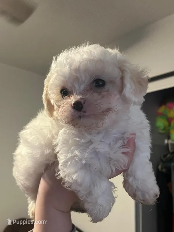 Nilu – Maltipoo, Poodle - Toy  puppy for sale in Sacramento, CA