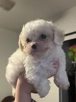 Nilu, a female Maltipoo and Poodle - Toy  for sale in Sacramento, CA – 1 of 1