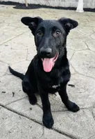 Tikka , a female German Shepherd Dog for sale in Roseville, CA – 3 of 4