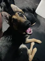 Pal , a female German Shepherd Dog for sale in Roseville, CA – 4 of 4