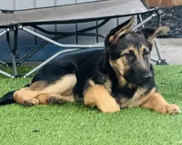 Pal , a female German Shepherd Dog for sale in Roseville, CA – 1 of 4