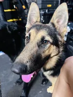 Pal , a female German Shepherd Dog for sale in Roseville, CA – 3 of 4
