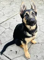 Pal , a female German Shepherd Dog for sale in Roseville, CA – 2 of 4