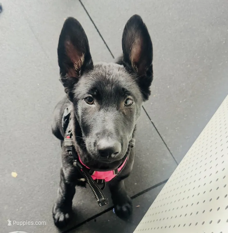 Tikka  – German Shepherd Dog puppy for sale in Roseville, CA
