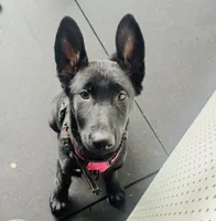 Tikka , a female German Shepherd Dog for sale in Roseville, CA – 1 of 4