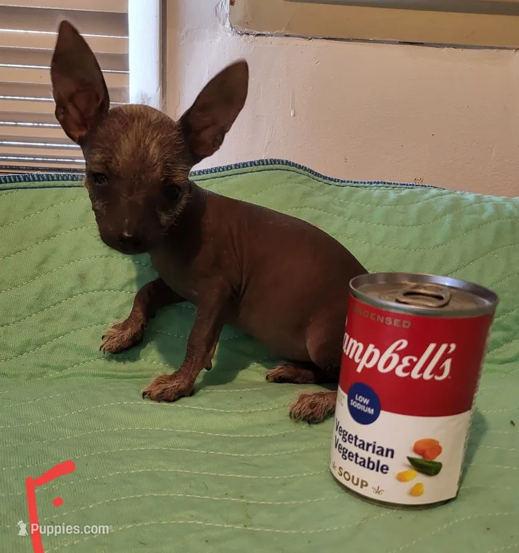 Raisin – Xoloitzcuintli, Chihuahua puppy for sale in Foster, KY
