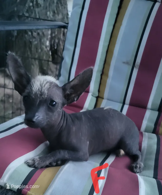Raisin – Xoloitzcuintli, Chihuahua puppy for sale in Foster, KY