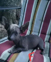 Raisin, a female Xoloitzcuintli and Chihuahua for sale in Foster, KY – 1 of 6