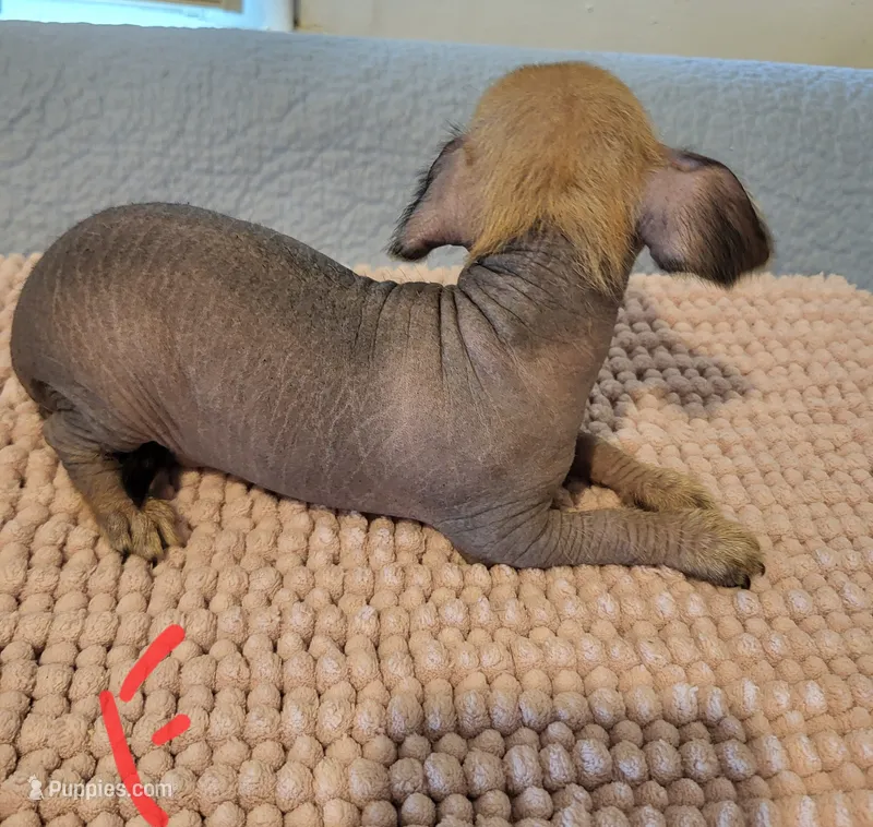 Dotty – Xoloitzcuintli, Chihuahua puppy for sale in Foster, KY